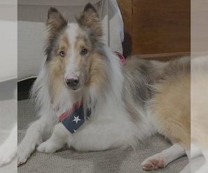 Collie Dogs for adoption in Dublin, OH, USA