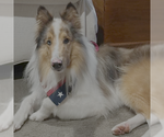 Small Collie