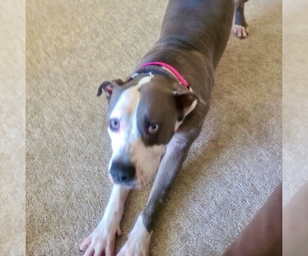 Medium Photo #10 American Staffordshire Terrier Puppy For Sale in San Juan Capistrano, CA, USA