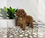 Small #5 Cavapoo