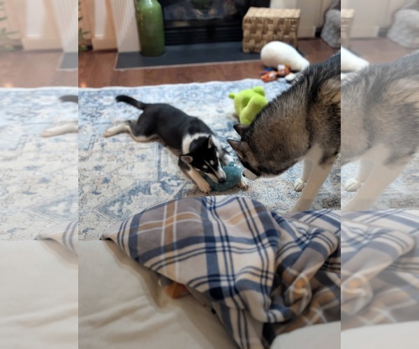 Medium Photo #3 Siberian Husky-Unknown Mix Puppy For Sale in Holly Springs, NC, USA