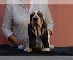 Small Photo #2 Basset Hound Puppy For Sale in Loiri Porto San Paolo, Sardinia, Italy