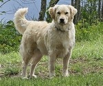 Small Photo #1 English Cream Golden Retriever Puppy For Sale in SODDY DAISY, TN, USA