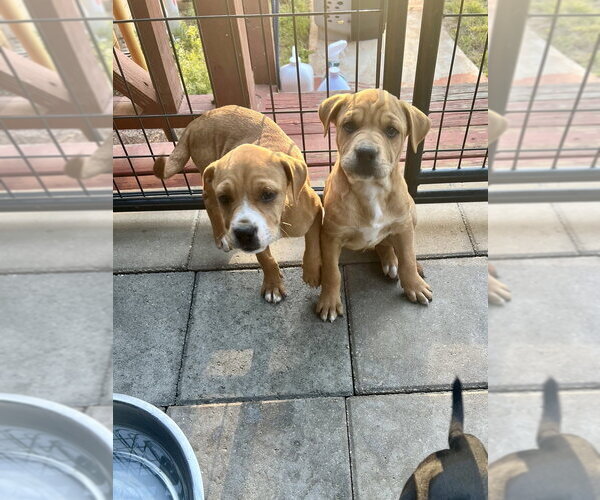 Medium Photo #7 American Pit Bull Terrier-American Staffordshire Terrier Mix Puppy For Sale in Brewster, NY, USA