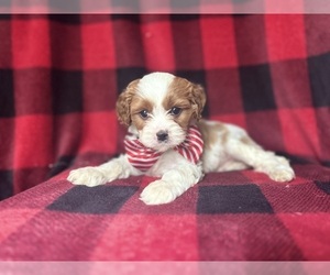 Cavapoo Puppy for sale in LAKELAND, FL, USA