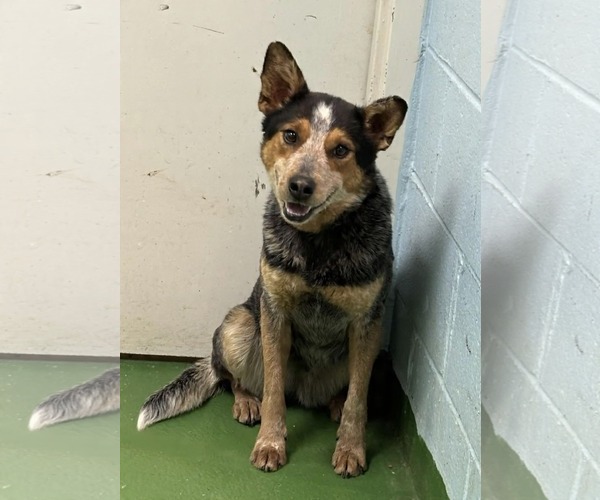 Medium Photo #5 Mutt Puppy For Sale in Rustburg, VA, USA
