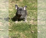Puppy Puppy 5 French Bulldog