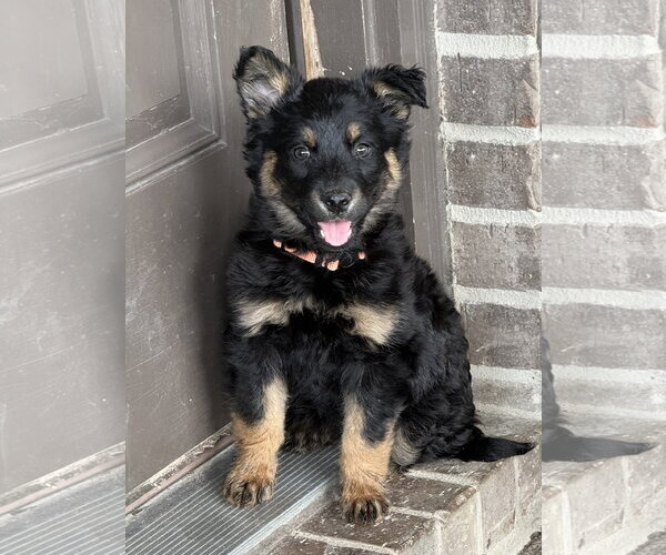 Medium Photo #1 Mutt Puppy For Sale in The Woodlands, TX, USA