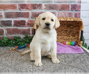 Labrador Retriever Puppy for sale in SYRACUSE, IN, USA