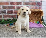 Small Labrador Retriever
