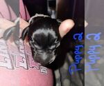 Small Photo #3 German Shorthaired Pointer Puppy For Sale in BEULAVILLE, NC, USA