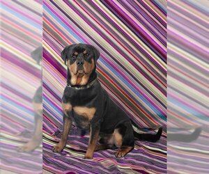 Rottweiler Dogs for adoption in Vaughan, Ontario, Canada