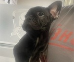 Small Photo #1 French Bulldog Puppy For Sale in EL PASO, TX, USA