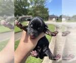 Small German Shepherd Dog Mix
