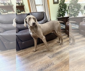 Father of the Weimaraner puppies born on 07/29/2025