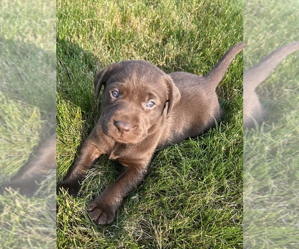 Medium Photo #42 Labrador Retriever Puppy For Sale in FREDERICKSBG, OH, USA