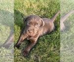 Small Photo #42 Labrador Retriever Puppy For Sale in FREDERICKSBG, OH, USA