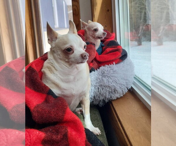 Medium Photo #1 Chihuahua-Unknown Mix Puppy For Sale in New London, WI, USA