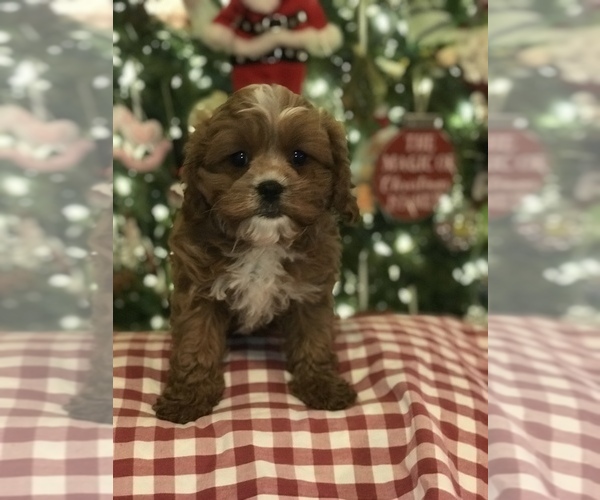 Full screen Photo #4 Cavapoo Puppy For Sale in BOWLING GREEN, KY, USA
