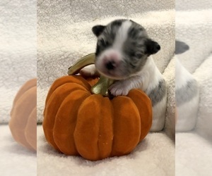 Chihuahua Puppy for Sale in SHERMAN, Texas USA