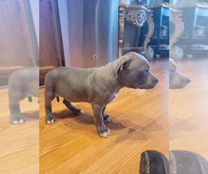 American Pit Bull Terrier Puppy for Sale in POWDER SPGS, Georgia USA