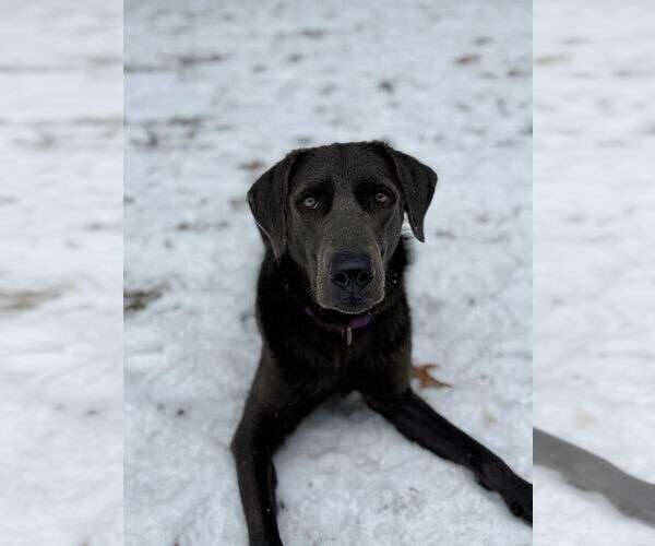 Medium Photo #4 Labrador Retriever-Unknown Mix Puppy For Sale in Boston, MA, USA