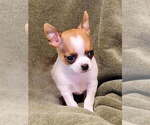Small #2 Chihuahua