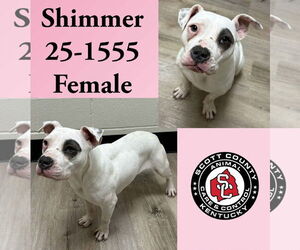 Mutt Dogs for adoption in Georgetown, KY, USA