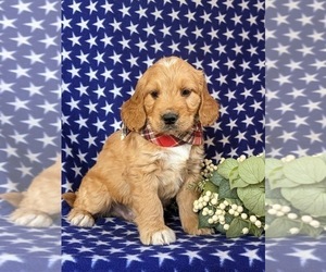 Goldendoodle (Miniature) Puppy for sale in QUARRYVILLE, PA, USA