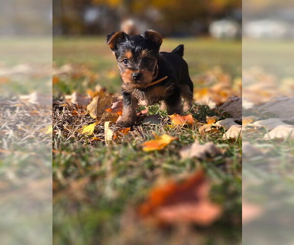 Medium Photo #6 Yorkshire Terrier Puppy For Sale in NILES, MI, USA