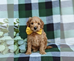 Goldendoodle (Miniature) Puppy for sale in BIRD IN HAND, PA, USA