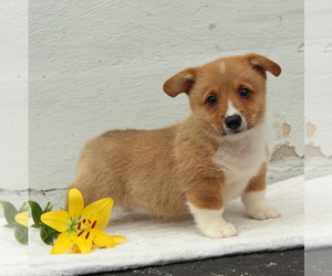 Pembroke Welsh Corgi Puppy for sale in MORGANTOWN, PA, USA