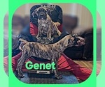 Puppy Genet America Bandogge Mastiff