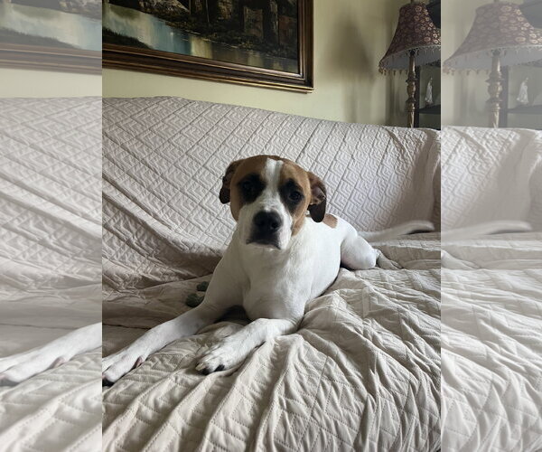 Medium Photo #1 Boxer-Unknown Mix Puppy For Sale in Stanhope, NJ, USA