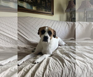 Boxer-Unknown Mix Dogs for adoption in Stanhope, NJ, USA