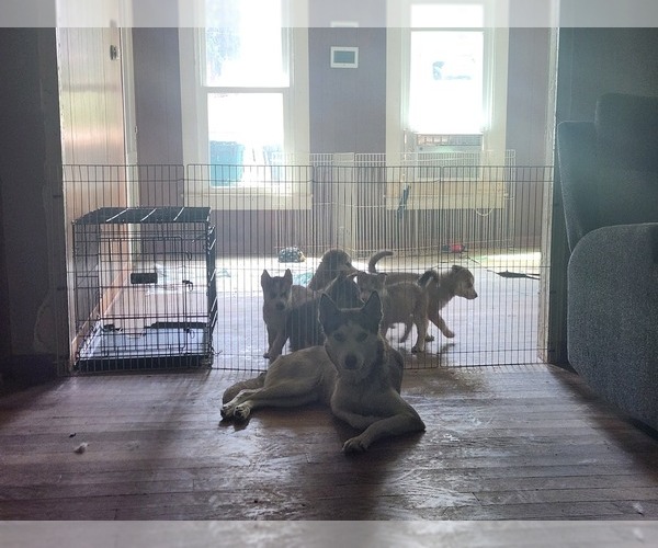 Medium Photo #18 Australian Shepherd-Siberian Husky Mix Puppy For Sale in ATTICA, NY, USA