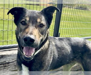 German Shepherd Dog-Unknown Mix Dogs for adoption in Pueblo, CO, USA