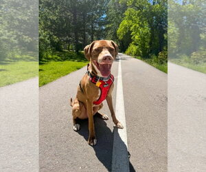 Mutt Dogs for adoption in Sandy, UT, USA