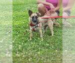 Small Photo #15 Chi-Corgi Puppy For Sale in Fultonham, NY, USA