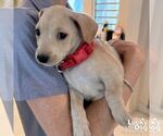 Small Chihuahua Mix