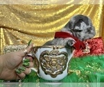 Small Photo #11 French Bulldog Puppy For Sale in HAYWARD, CA, USA