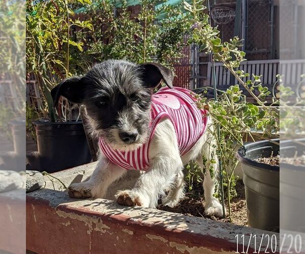 Medium Photo #10 Mutt Puppy For Sale in Apple Valley, CA, USA