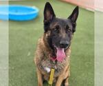 Small #1 German Shepherd Dog Mix