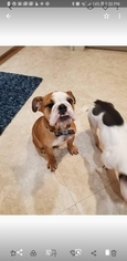 English Bulldogge Puppy for sale in FORT LAUDERDALE, FL, USA