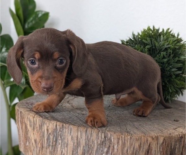 Medium Photo #45 Dachshund Puppy For Sale in GOSHEN, IN, USA