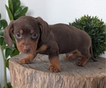 Small #13 Dachshund