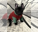 Small #8 French Bulldog