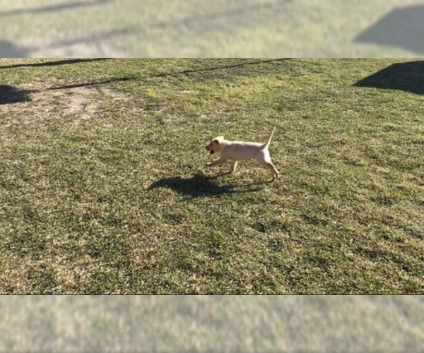 Medium Photo #4 Labrador Retriever Puppy For Sale in HARKER HEIGHTS, TX, USA