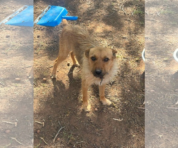 Medium Photo #3 Mutt Puppy For Sale in Grafton, WI, USA