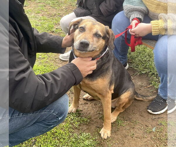 Medium Photo #10 Mutt Puppy For Sale in Oakhurst, NJ, USA